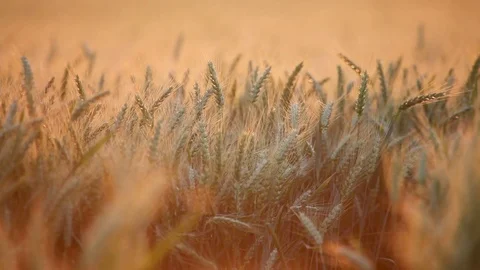 Wheat field Stock Footage 76465300