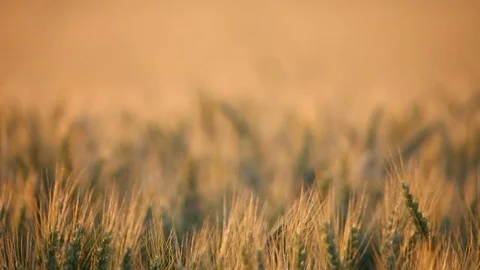 Wheat field Stock Footage 76489180