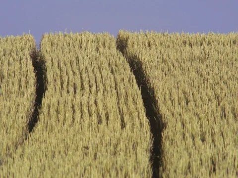 Wheat Field Stock Footage 76922182