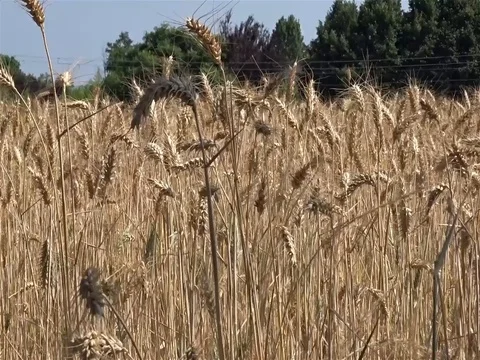 Wheat field Stock Footage 77026348