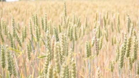 Wheat field Stock Footage 77365319