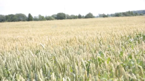Wheat field Stock Footage 77413067