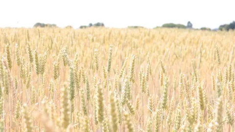 Wheat field Stock Footage 77451883