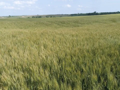 Wheat Field 動画素材 77523032