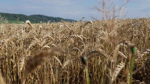 Wheat field Stock Footage 77641532