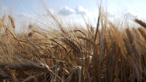 Wheat in field Stock Footage 77641792