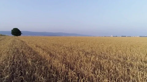 Wheat field Stock Footage 78055631