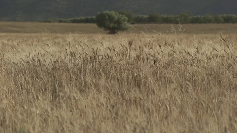 Wheat field Video stock 78099652