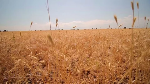 Wheat field Stock Footage 78524298