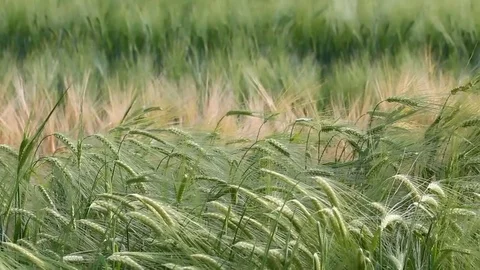 Wheat field Stock Footage 78601058