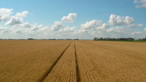 Wheat Field Video stock 78644713