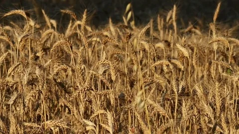 Wheat field Video stock 79274617