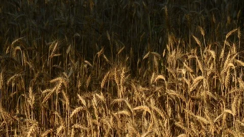 Wheat field Stock Footage 79274661