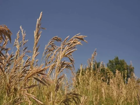 Wheat field Stock Footage 80209363