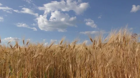 Wheat Field Stock Footage 81341393