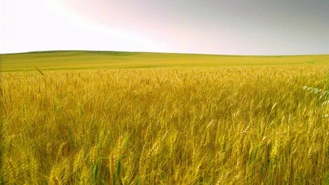  Wheat field Stock-Footage 81804082