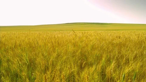  Wheat field Stock-Footage 81804216