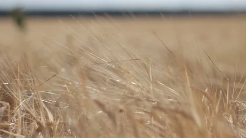 Wheat field Stock Footage 82938862