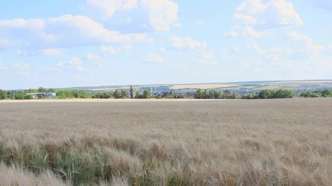 Wheat field Stock Footage 82938879