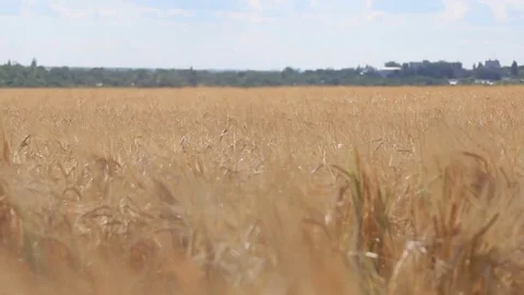 Wheat field Stock Footage 82938904
