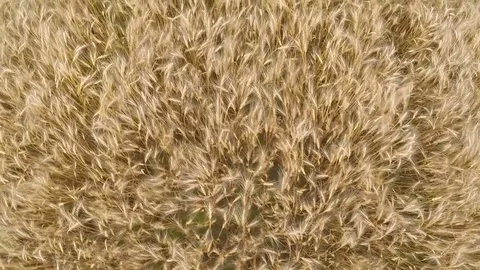 Wheat field Video stock 83550602