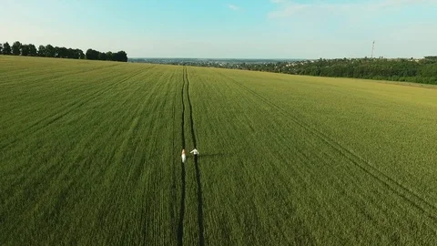 Wheat field. Stock Footage 84030529