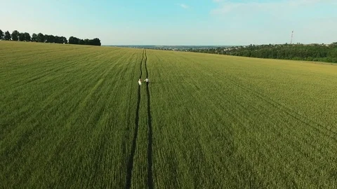 Wheat field. Stock Footage 84030543