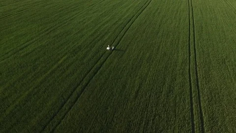 Wheat field Stock Footage 84030545