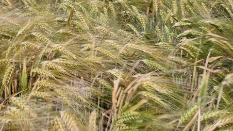 Wheat field Stock Footage 84890382