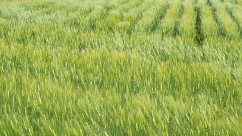 Wheat field Video stock 86310907