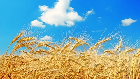 Wheat field Stock Footage 86519085