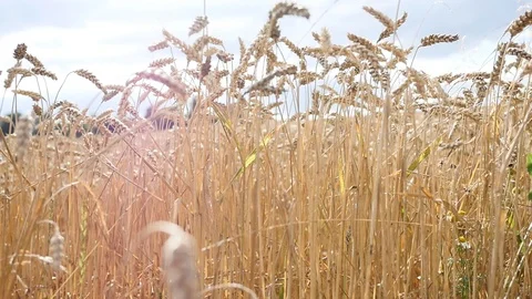 Wheat field Stock Footage 88290529