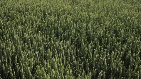 Wheat field Stock Footage 88883468