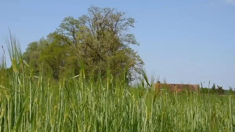 Wheat field Stock Footage 89364690