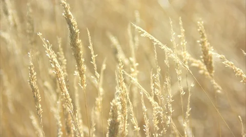 Wheat in a Field Stock Footage 90191046