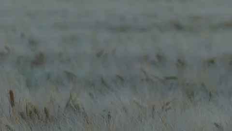 Wheat field Stock Footage 90493650