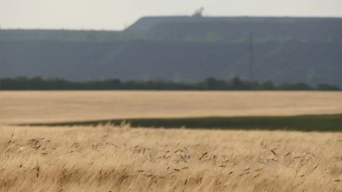 Wheat field Stock Footage 90629010