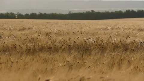 Wheat field Video stock 90629122