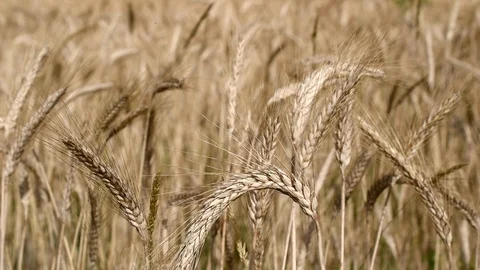 Wheat field Stock Footage 91375737