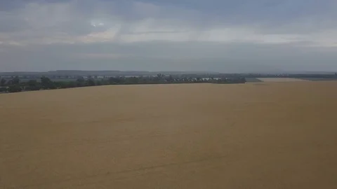 Wheat field Stock Footage 91514390