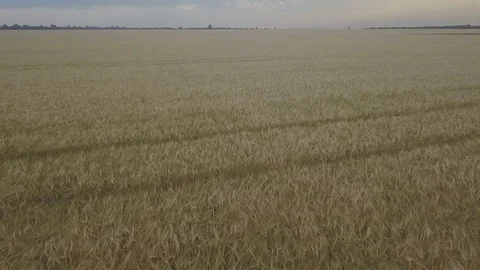 Wheat field Stock Footage 91514397