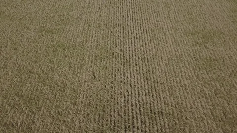 Wheat field Stock Footage 91514408