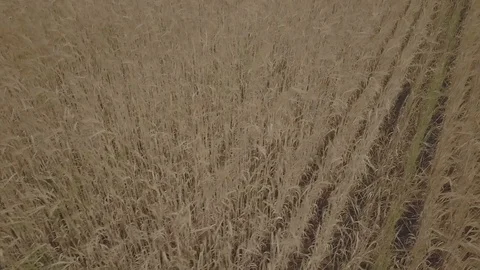Wheat field Stock Footage 91514434