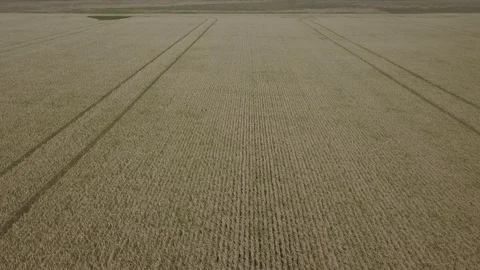 Wheat field Stock Footage 91514450