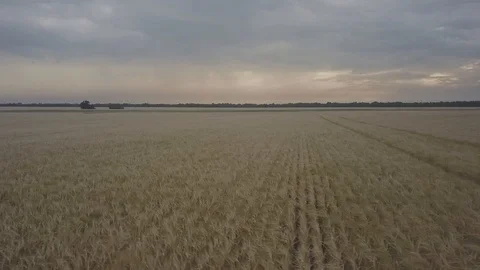Wheat field Stock Footage 91514464