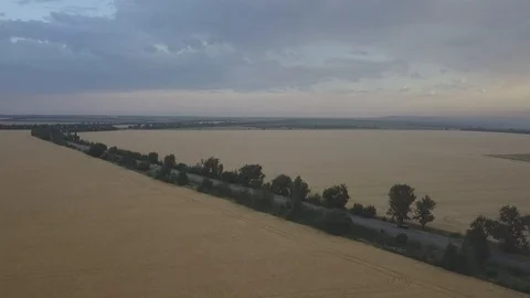 Wheat field Stock Footage 91514472
