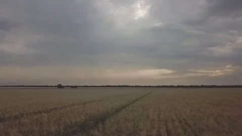 Wheat field Stock Footage 91514496