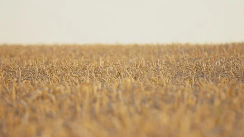 Wheat on the field Stock Footage 91550803