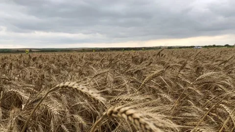Wheat field. Stock Footage 91926139