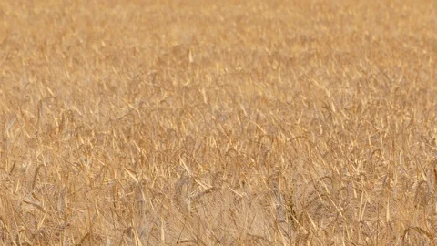 Wheat field Stock Footage 92058668